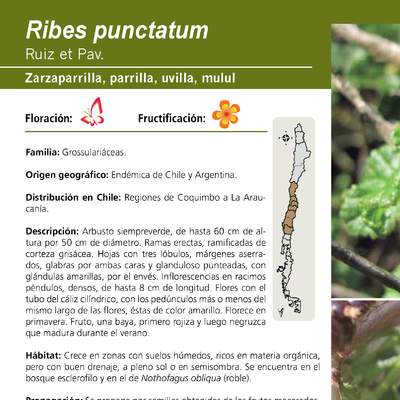 Ribes punctatum