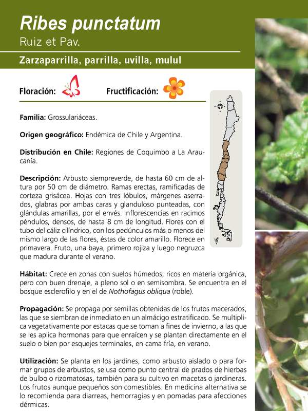 Ribes punctatum