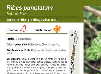 Ribes punctatum