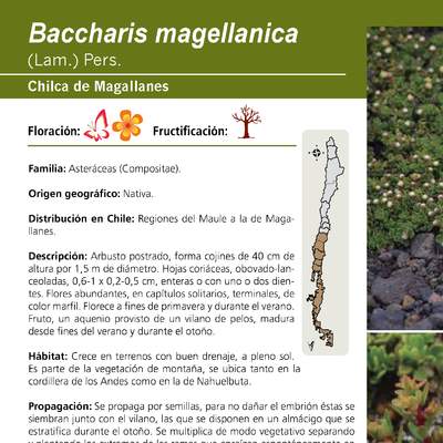 Baccharis magellanica