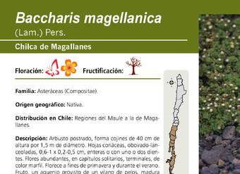 Baccharis magellanica
