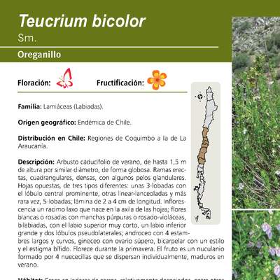 Teucrium bicolor