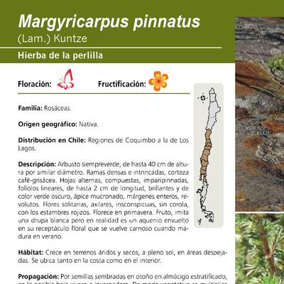 Margyricarpus pinnatus