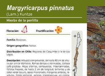 Margyricarpus pinnatus