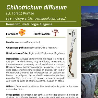 Chiliotrichum diffusum