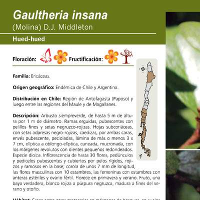 Gaultheria insana