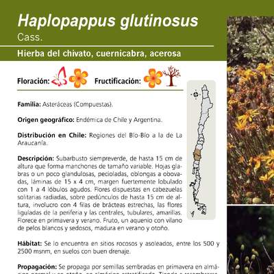 Haplopappus glutinosus