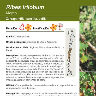 Ribes trilobum