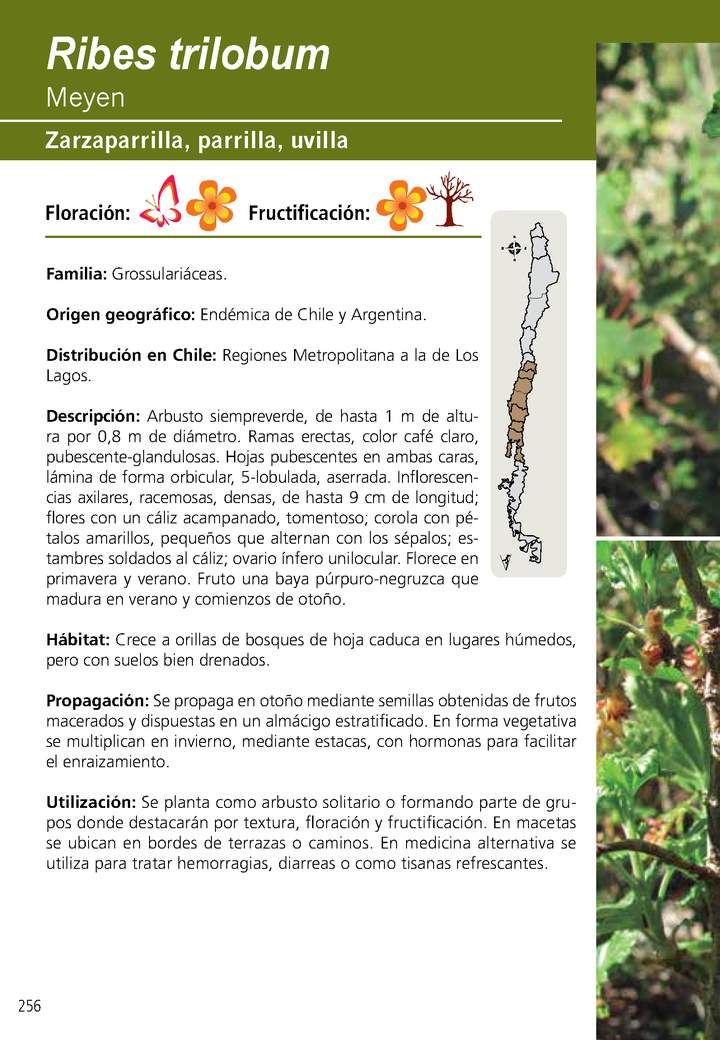 Ribes trilobum