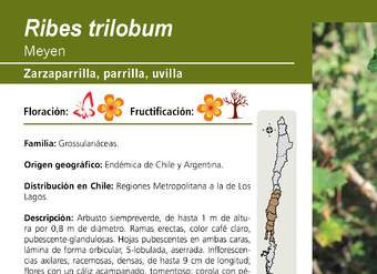 Ribes trilobum