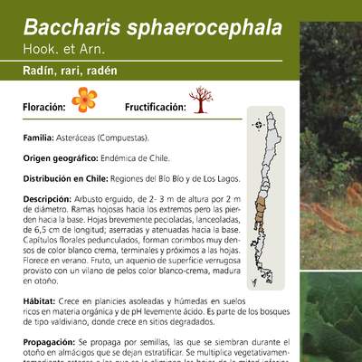 Baccharis sphaerocephala