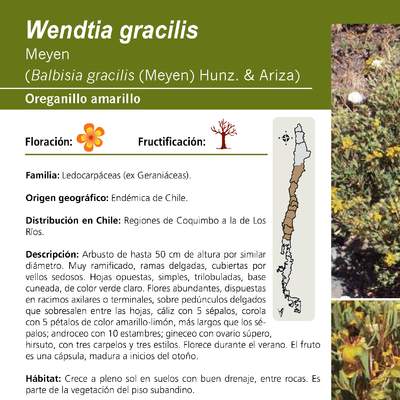 Wendtia gracilis