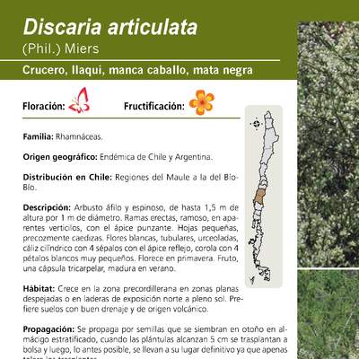 Discaria articulata