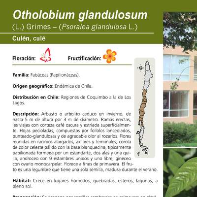 Otholobium glandulosum