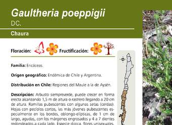 Gaultheria poeppigii