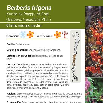 Berberis trigona