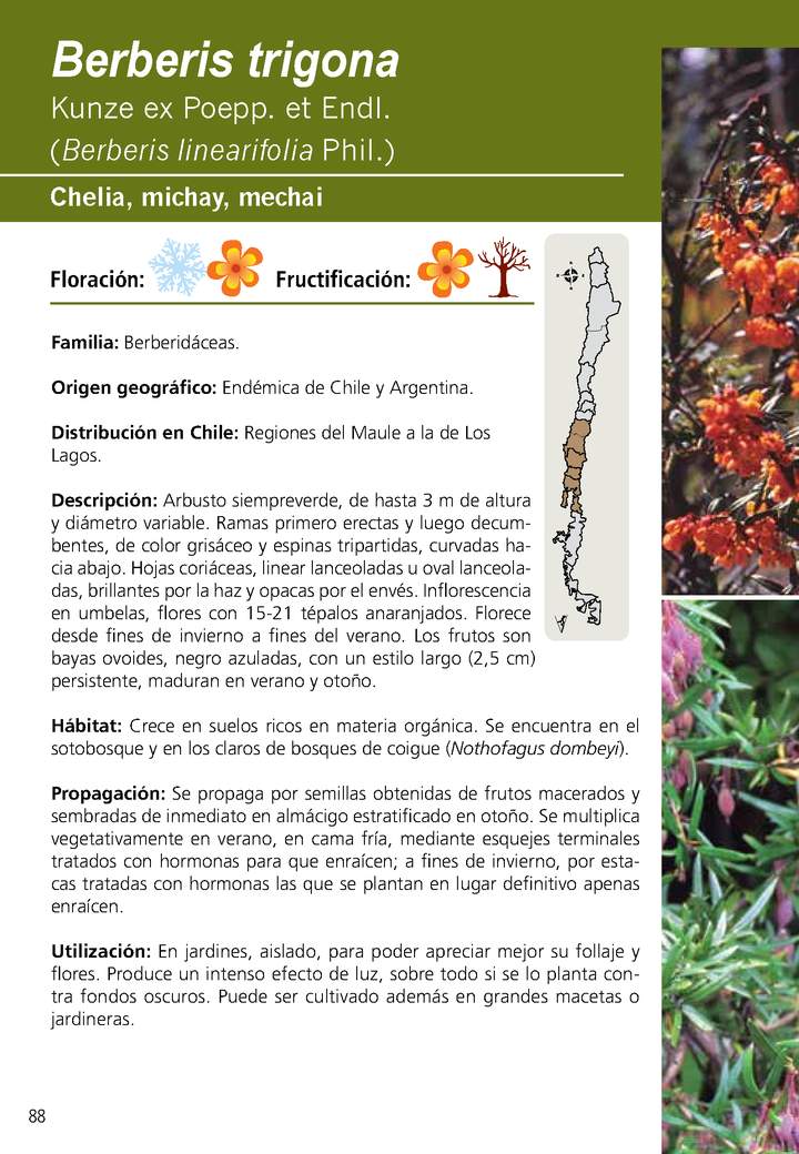 Berberis trigona