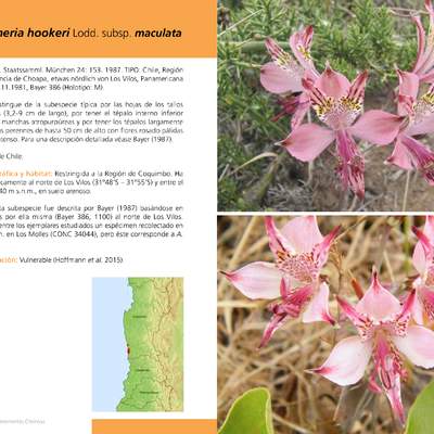 Alstroemeria hookeri Lodd. subsp. maculata