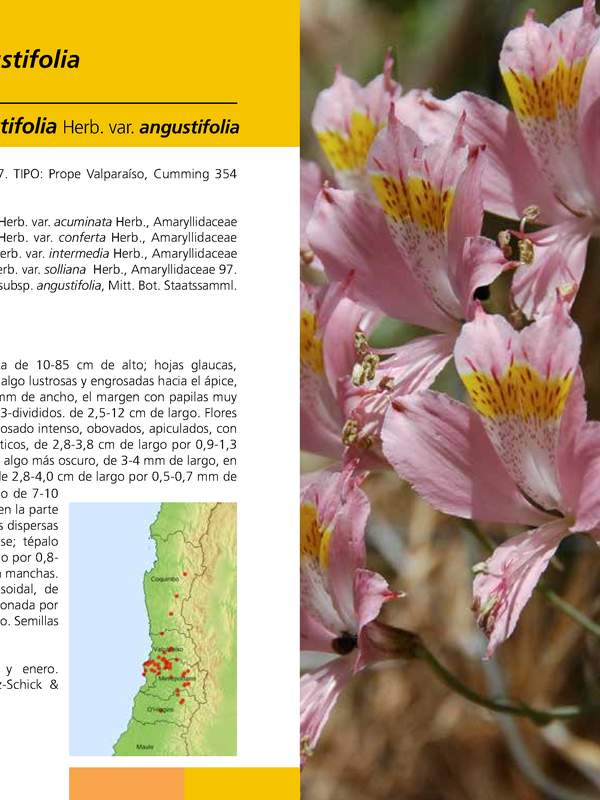 Alstroemeria angustifolia
