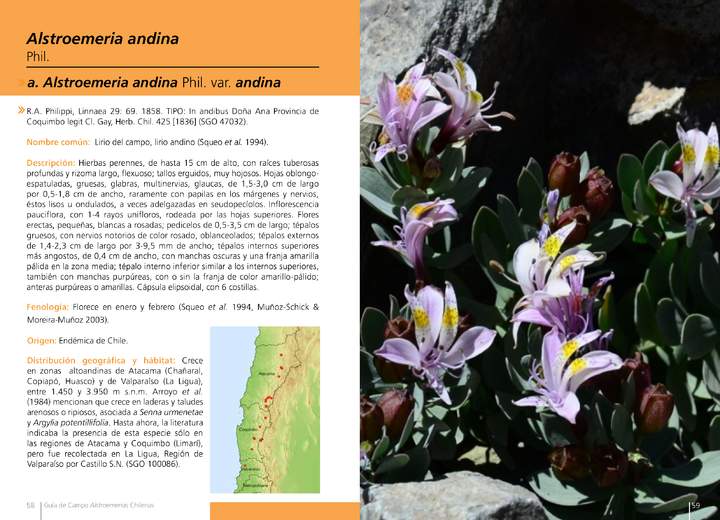 Alstroemeria andina