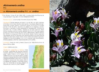Alstroemeria andina
