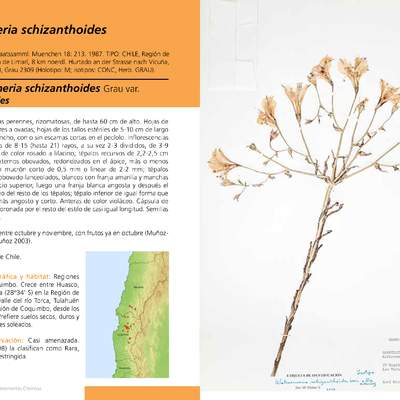 Alstroemeria schizanthoides