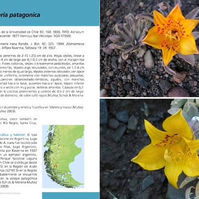 Alstroemeria patagónica