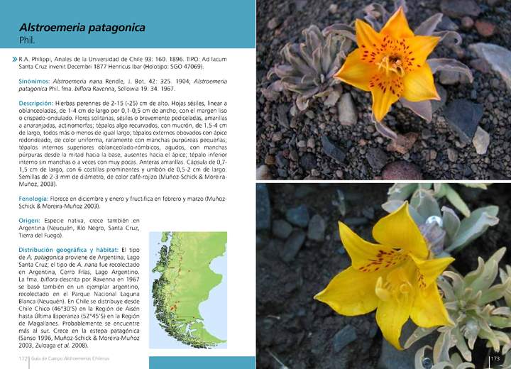 Alstroemeria patagónica