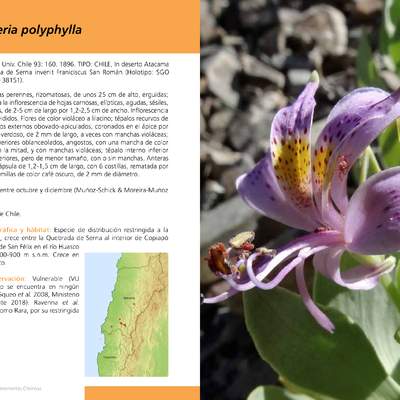 Alstroemeria polyphylla