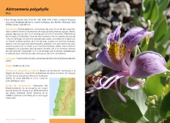 Alstroemeria polyphylla