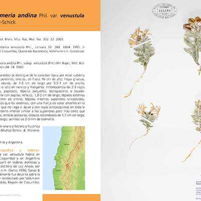 Alstroemeria andina Phil. var. venustula