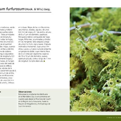 Thuidium furfurosum