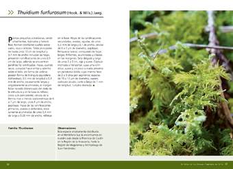 Thuidium furfurosum