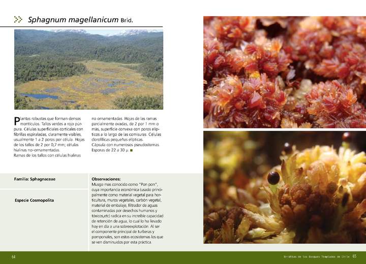 Sphagnum magellanicum