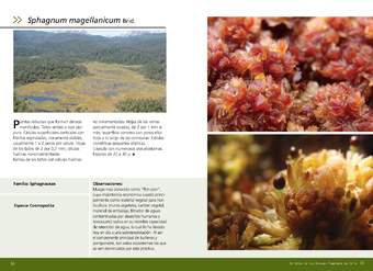 Sphagnum magellanicum