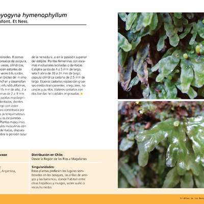 Symphyogyna hymenophyllum