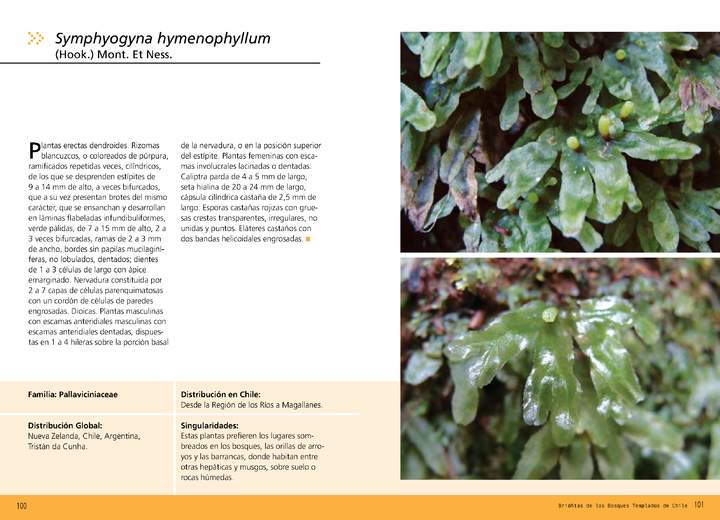 Symphyogyna hymenophyllum