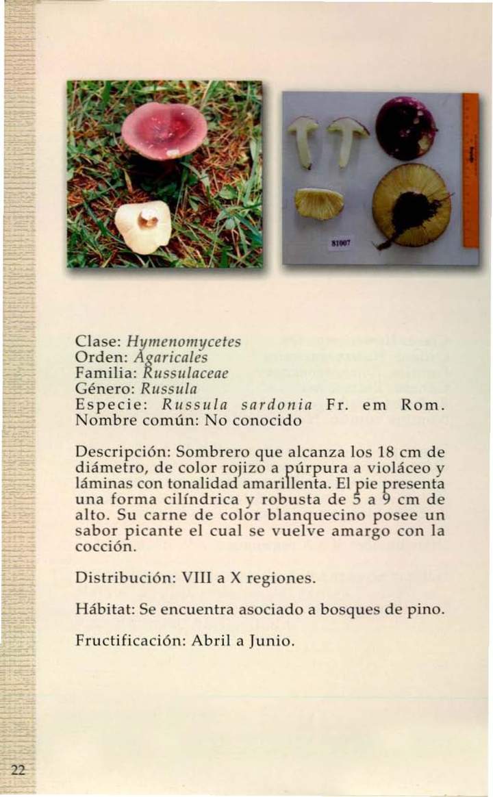 Rusula sardonia