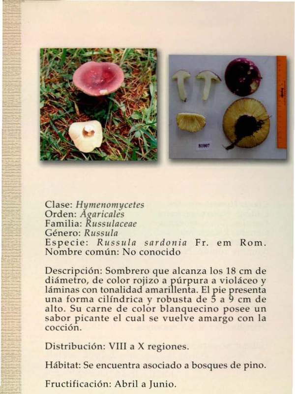 Rusula sardonia