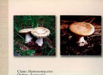 Amanita gemmala