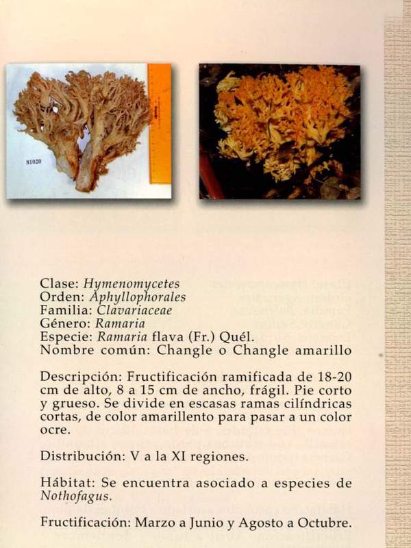 Ramaria flava