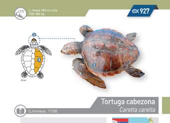 Caretta caretta