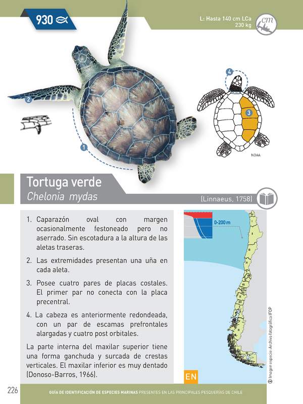 Eretmochelys imbricata