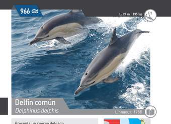 Delphinus delphis