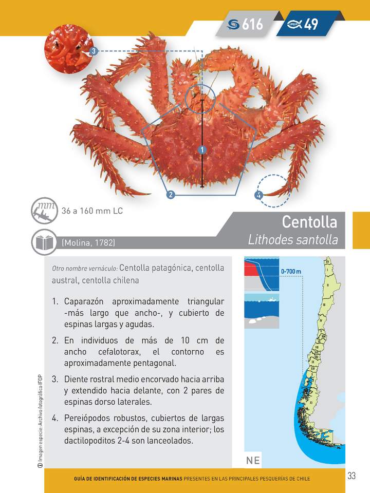 Lithodes santolla