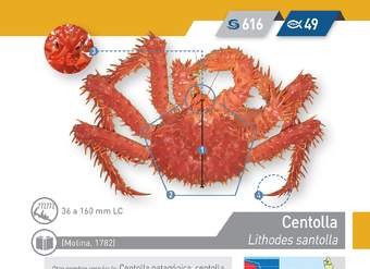 Lithodes santolla