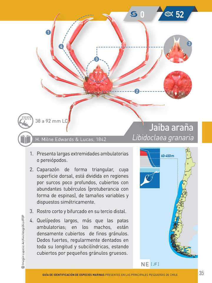 Libidoclaea granaria