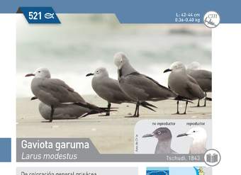 Larus modestus