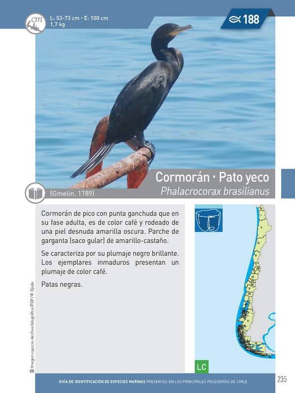 Phalacrocorax brasilianus