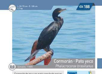 Phalacrocorax brasilianus